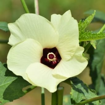 オクラの花