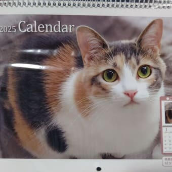 かわいい猫ちゃんのカレンダー