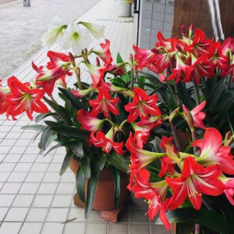 お気に入り展