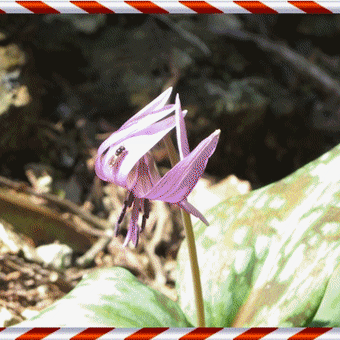 かたくりの花