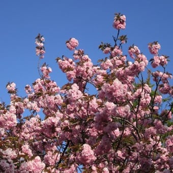 東川の八重桜