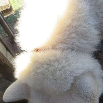 後頭部