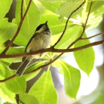 野鳥撮影〜ヒガラ③ 2020.8.1sat 