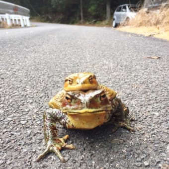 久しぶりにナガレヒキガエル🐸。