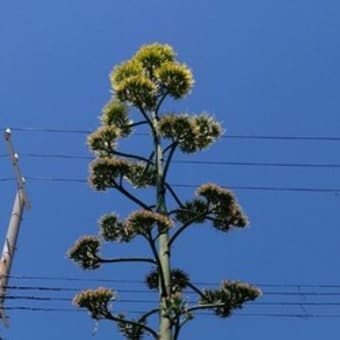 リュウゼツランと明石海峡大橋