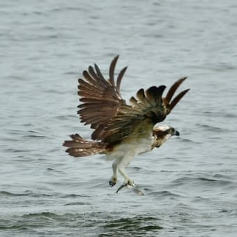 ミサゴ　魚掴んでます。