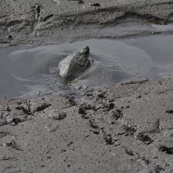 池干し後の亀