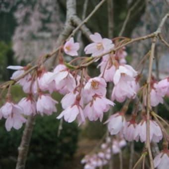 湯の山温泉しだれ桜（4.9つぼみ）