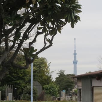 谷中の桜