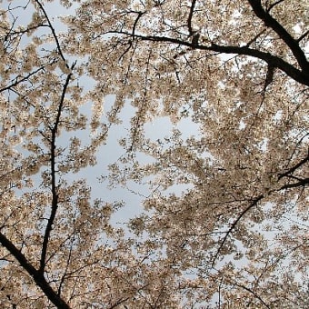 桜とたません in 蛇池