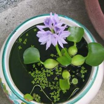 メダカシリーズ