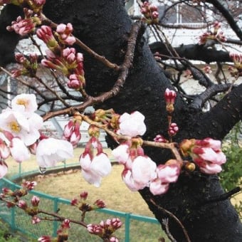 名古屋で桜が開花　平年より２日早い　2022年3月22日
