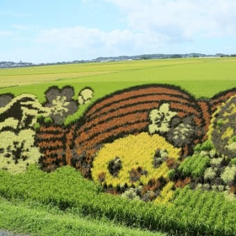 田んぼアート　水戸