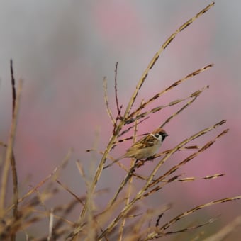 いつもの小鳥たち