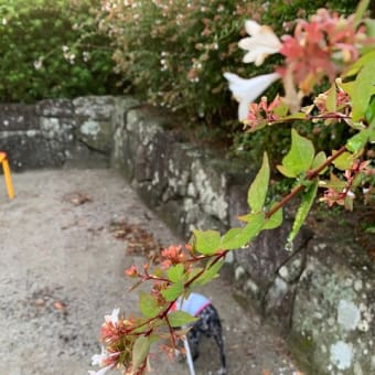 雨上がりのお散歩。