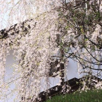 桜と井戸