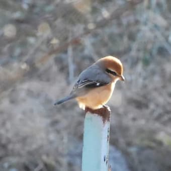 瑠璃色の鳥