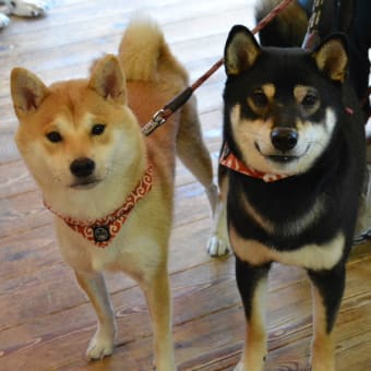 小梅＆佐助