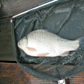 2009年初釣り　中池