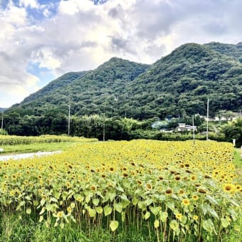 7月31日-2 夫と〝牟佐・大久保のひまわり畑〟にいきました