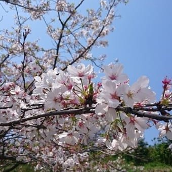 お墓参り5月