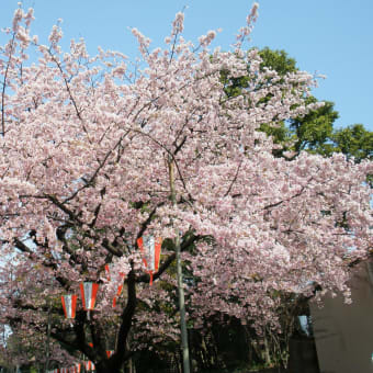 上野の大寒桜です