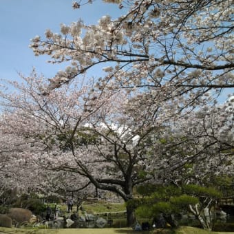 桜、咲き誇る。