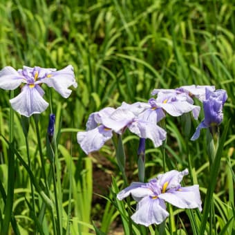 水無月の小満　上尾・丸山公園の紫陽花