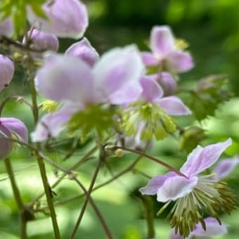 高山植物　八方池へ