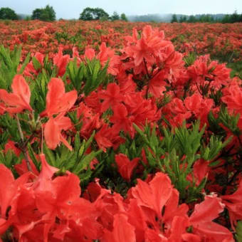深紅