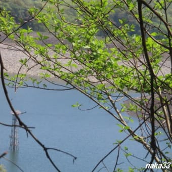 久しぶりに城山湖から榎窪山方面に・・・