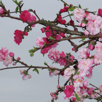 春の花やでぇ～ハナモモ～