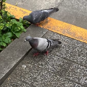 鎮・散歩。〜銀座〜