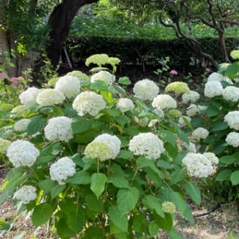 鶴舞公園紫陽花ロードから