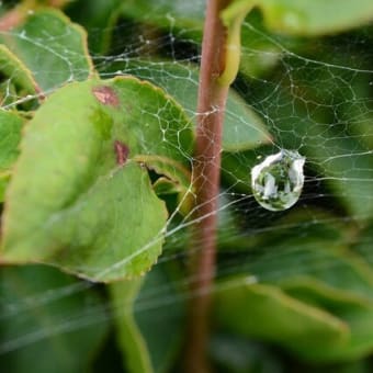 庭の探索と蜘蛛の糸