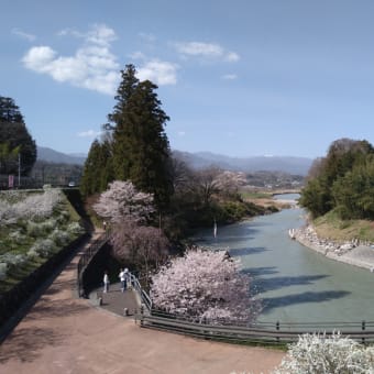 桜の花見（天竜峡）