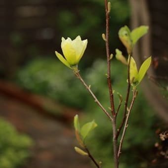 日々成長の花