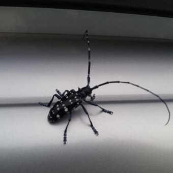 ゴマダラカミキリ