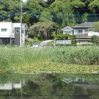 睡蓮の花震わせて蛙鳴く／こちらで鳴けばすぐ鳴き返す（岸町調整池）