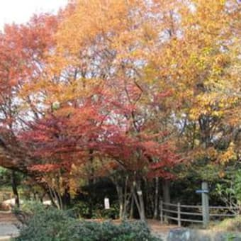 関西にて紅葉狩りに（＾－＾）