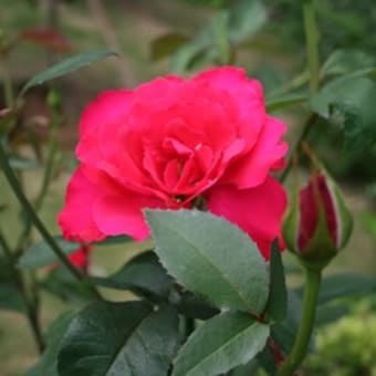 二番花