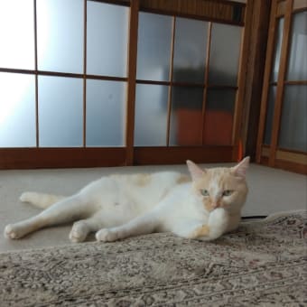 こんなことしたかったんだ。