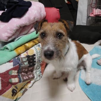 ワンちゃんが拡大行動