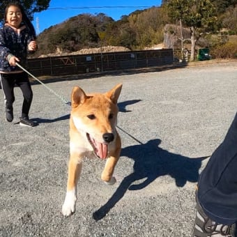 『今日の散歩』　しつこい次女と走ってみた