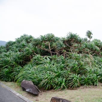 石垣島の画像整理中
