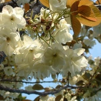 わが家の八重桜です。