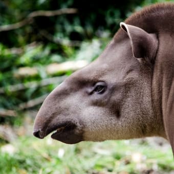 清水謙行が世界を旅するブログー絶滅危惧種