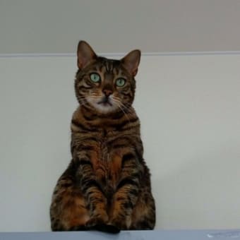 猫むすめ