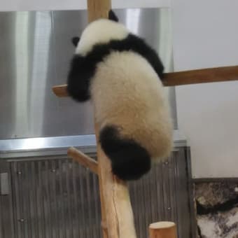南紀白浜アドベンチャーワールド 元気な赤ちゃんパンダ　 Active Baby Panda
