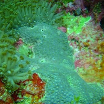 サンゴの触手